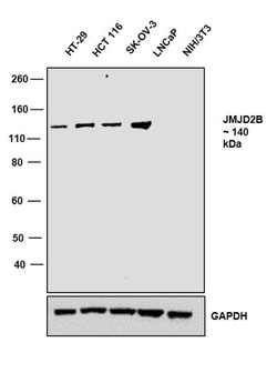 Invitrogen JMJD2B Recombinant Superclonal Antibody (9HCLC) 100 &mu;g; Unconjugated:Antibodies,