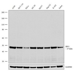 Invitrogen IRF3 Recombinant Superclonal Antibody (1HCLC) 100 &mu;g; Unconjugated:Antibodies,