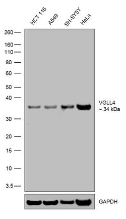Invitrogen VGLL4 Recombinant Superclonal Antibody (16HCLC) 100 &mu;g; Unconjugated:Antibodies,
