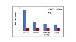 Invitrogen LSD1 Recombinant Superclonal Antibody (3HCLC) 100 &mu;g; Unconjugated:Antibodies,