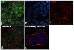 Invitrogen LSD1 Recombinant Superclonal Antibody (3HCLC) 100 &mu;g; Unconjugated:Antibodies,