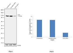 Invitrogen LSD1 Recombinant Superclonal Antibody (3HCLC) 100 &mu;g; Unconjugated:Antibodies,