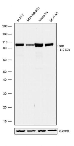 Invitrogen LSD1 Recombinant Superclonal Antibody (3HCLC) 100 &mu;g; Unconjugated:Antibodies,