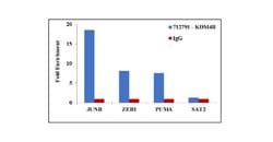 Invitrogen JMJD2B Recombinant Superclonal Antibody (4HCLC) 100 &mu;g; Unconjugated:Antibodies,