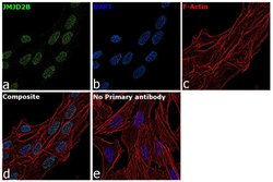 Invitrogen JMJD2B Recombinant Superclonal Antibody (4HCLC) 100 &mu;g; Unconjugated:Antibodies,