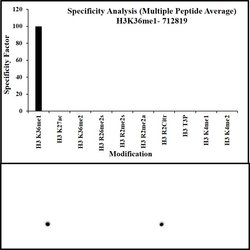 H3K36me1 Recombinant Superclonal Antibody (5HCLC):Antibodies, Recombinant