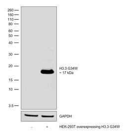 Invitrogen H3.3 G34W oncohistone mutant Recombinant Superclonal Antibody