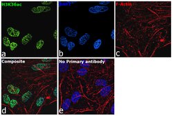 Invitrogen H3K36ac Recombinant Superclonal Antibody (14HCLC) 100 &mu;g | Buy Online | Invitrogen&trade; | Fisher Scientific