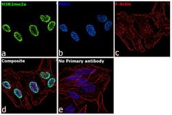 Invitrogen H3R2me2a Recombinant Superclonal Antibody (27HCLC) 100 &mu;g;