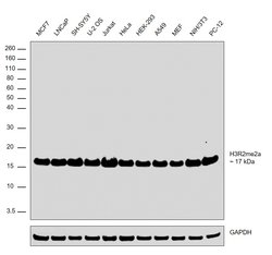 Invitrogen H3R2me2a Recombinant Superclonal Antibody (27HCLC) 100 &mu;g;