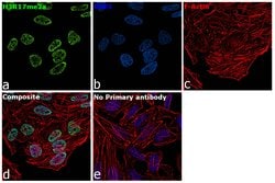 Invitrogen H3R17me2a Recombinant Superclonal Antibody (2HCLC) 100 &mu;g;