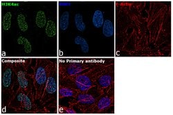 H3K4ac Recombinant Polyclonal Antibody (4HCLC), Invitrogen 100 &mu;g; Unconjugated:Antibodies,