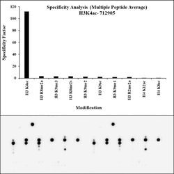 H3K4ac Recombinant Polyclonal Antibody (4HCLC), Invitrogen 100 &mu;g; Unconjugated:Antibodies,