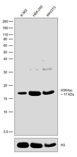 H3K4ac Recombinant Polyclonal Antibody (4HCLC), Invitrogen 100 &mu;g; Unconjugated:Antibodies,
