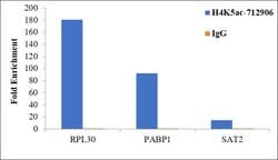 Invitrogen H4K5ac Recombinant Superclonal Antibody (41HCLC) 100 &mu;g;