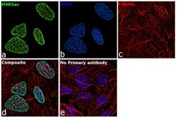 Invitrogen H4K5ac Recombinant Superclonal Antibody (41HCLC) 100 &mu;g;