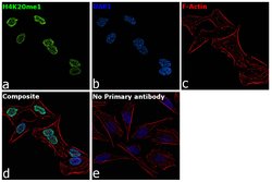 Invitrogen&trade;&nbsp;H4K20me1 Recombinant Superclonal&trade; Antibody (1HCLC), ChIP-Verified