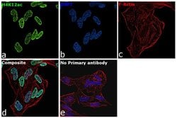 Invitrogen H4K12ac Recombinant Superclonal Antibody (45HCLC), ChIP-Verified