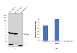 Invitrogen Annexin A1 Polyclonal Antibody 100 &mu;L; Unconjugated:Antibodies,