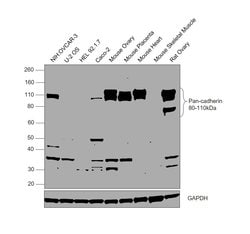 Invitrogen Pan-cadherin Polyclonal Antibody 100 &mu;g; Unconjugated:Antibodies,