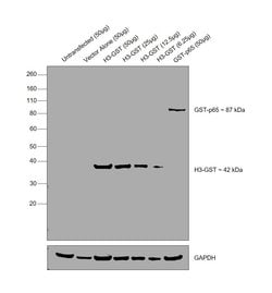 Invitrogen&trade;&nbsp;GST Tag Polyclonal Antibody