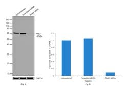 Invitrogen PAK1 Polyclonal Antibody 100 &mu;g; Unconjugated:Antibodies,