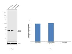 Invitrogen ATG3 Polyclonal Antibody 100 &mu;g; Unconjugated:Antibodies,