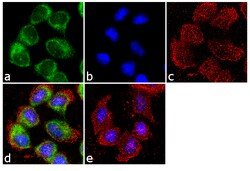 Invitrogen FZD4 Polyclonal Antibody 100 &mu;g; Unconjugated:Antibodies,