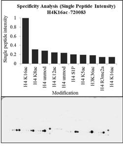 Invitrogen H4K16ac Polyclonal Antibody 100 &mu;g; Unconjugated:Antibodies,