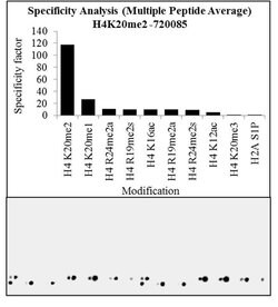 Invitrogen H4K20me2 Polyclonal Antibody 100 &mu;g | Buy Online | Invitrogen&trade; | Fisher Scientific