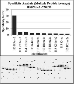 Invitrogen H3K9me2 Polyclonal Antibody 100 &mu;g; Unconjugated:Antibodies,