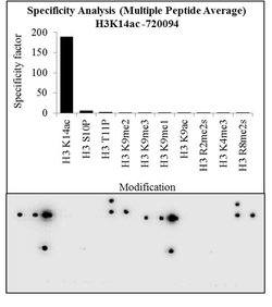 Invitrogen H3K14ac Polyclonal Antibody 100 &mu;g | Buy Online | Invitrogen&trade; | Fisher Scientific