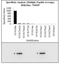 Invitrogen H3K18ac Polyclonal Antibody 100 &mu;g; Unconjugated:Antibodies,