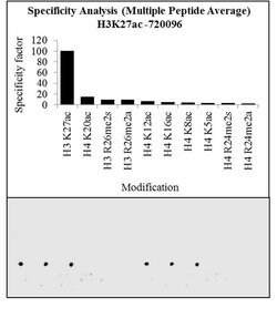 Invitrogen H3K27ac Polyclonal Antibody 100 &mu;g; Unconjugated:Antibodies,