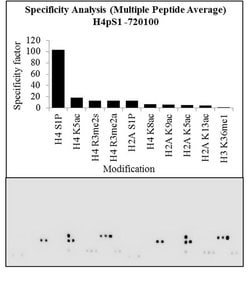 Invitrogen Phospho-Histone H4 (Ser1) Polyclonal Antibody 100 &mu;g; Unconjugated:Antibodies,