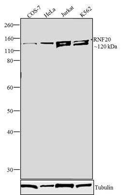 Invitrogen RNF20 Polyclonal Antibody 100 &mu;g; Unconjugated:Antibodies,