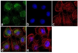 Invitrogen CDCP1 Polyclonal Antibody 100 &mu;g; Unconjugated:Antibodies,