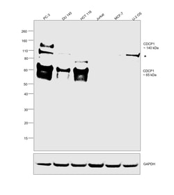 Invitrogen CDCP1 Polyclonal Antibody 100 &mu;g; Unconjugated:Antibodies,