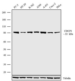 Invitrogen CDCP1 Polyclonal Antibody 100 &mu;g; Unconjugated:Antibodies,