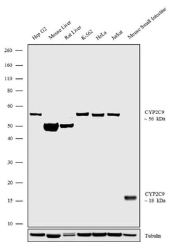 Invitrogen CYP2C9 Polyclonal Antibody 100 &mu;g; Unconjugated:Anticuerpos