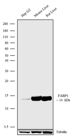 Invitrogen FABP1 Polyclonal Antibody 100 &mu;g; Unconjugated:Antibodies,