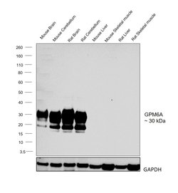 Invitrogen GPM6A Polyclonal Antibody 100 &mu;g; Unconjugated:Antibodies,