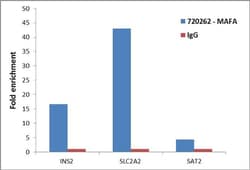 Invitrogen MAFA Polyclonal Antibody 100 &mu;g; Unconjugated:Antibodies,