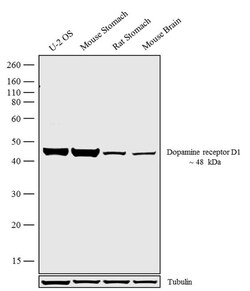 Invitrogen DRD1 Polyclonal Antibody 100 &mu;g; Unconjugated:Antibodies,