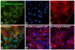 Invitrogen ZO-3 Polyclonal Antibody 100 &mu;g | Buy Online | Invitrogen&trade; | Fisher Scientific