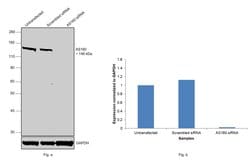 Invitrogen AS160 Polyclonal Antibody 100 &mu;g; Unconjugated:Antibodies,