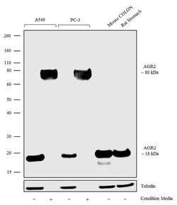 Invitrogen AGR2 Polyclonal Antibody 100 &mu;g; Unconjugated:Antibodies,