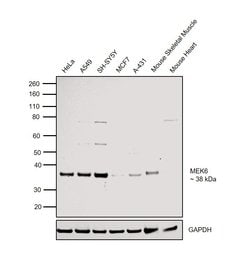 Invitrogen MEK6 Polyclonal Antibody 100 &mu;g; Unconjugated:Antibodies,
