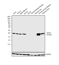 Invitrogen MYL9 Polyclonal Antibody 100 &mu;g; Unconjugated:Antibodies,