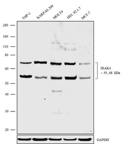 Invitrogen IRAK4 Polyclonal Antibody 100 &mu;g | Buy Online | Invitrogen&trade; | Fisher Scientific